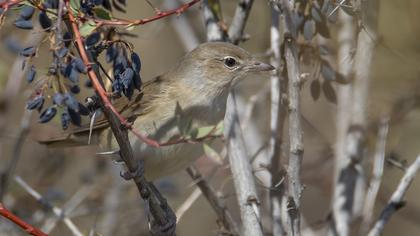 Garden Warbler