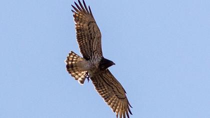 Short-toed Snake Eagle