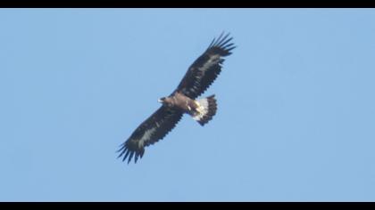 Golden Eagle