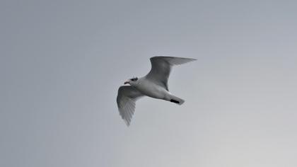 Mediterranean Gull