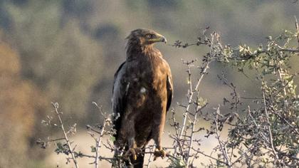 Lesser Spotted Eagle