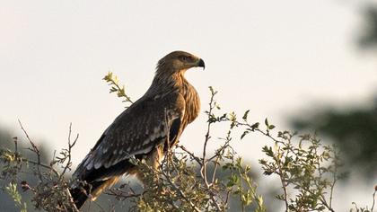 Eastern Imperial Eagle