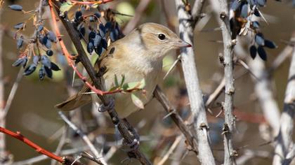 Garden Warbler