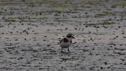 Common Ringed Plover