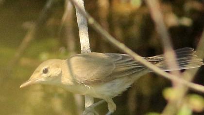 Eastern Olivaceous Warbler