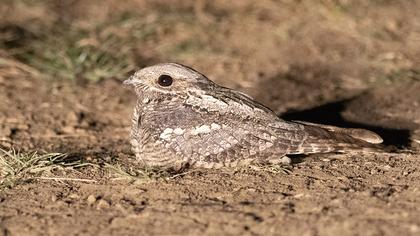 European Nightjar