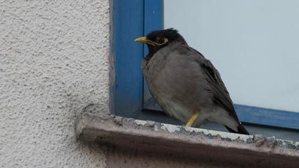 Common Myna
