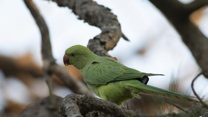Rose-ringed Parakeet
