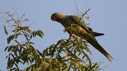 Alexandrine Parakeet
