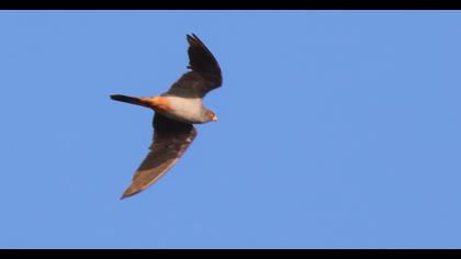 Red-footed Falcon