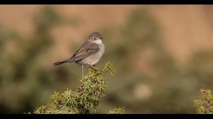Common Whitethroat