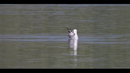 Black-legged Kittiwake
