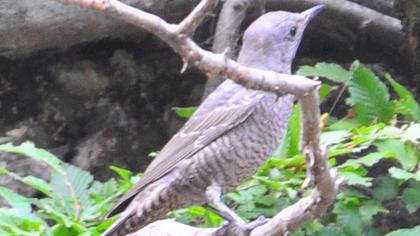 Blue Rock Thrush