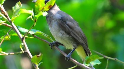 White-spectacled Bulbul