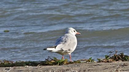 Slender-billed Gull