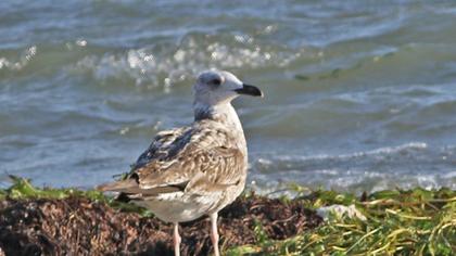 Mediterranean Gull