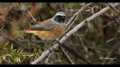 Common Redstart