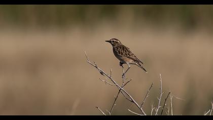 Whinchat