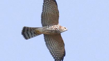 Levant Sparrowhawk