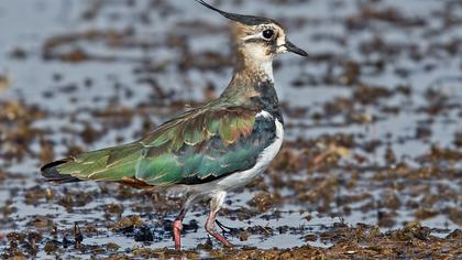 Northern Lapwing