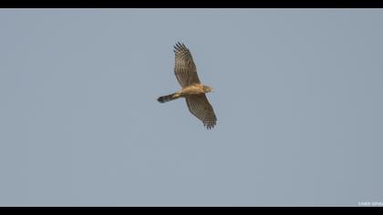 Northern Goshawk