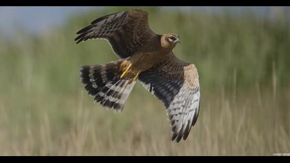 Montagu`s Harrier