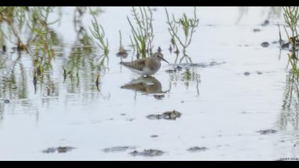 Temminck`s Stint