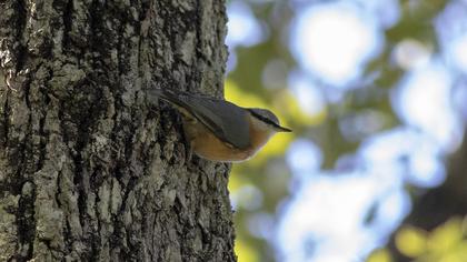 Eurasian Nuthatch