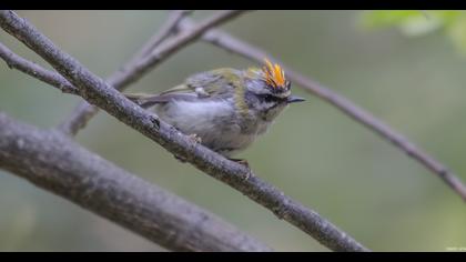 Common Firecrest