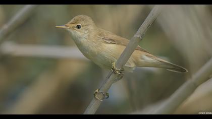 Eurasian Reed Warbler