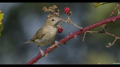 Garden Warbler