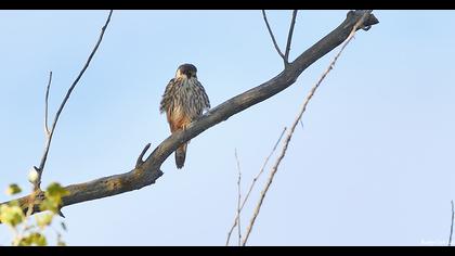 Eurasian Hobby