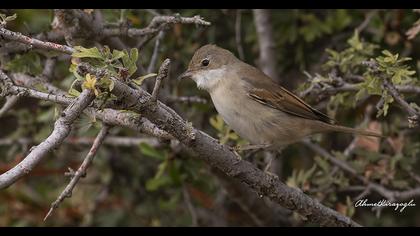 Common Whitethroat