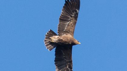 Steppe Eagle