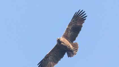 Eastern Imperial Eagle