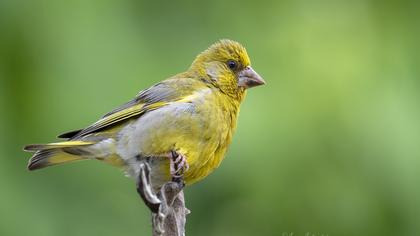 European Greenfinch