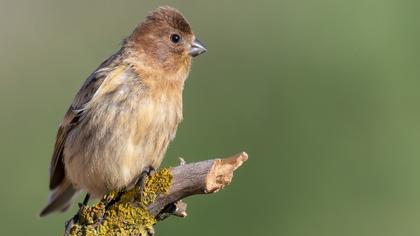Red-fronted Serin
