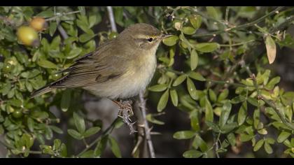 Willow Warbler