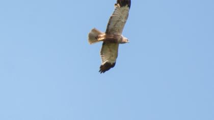 Western Marsh Harrier