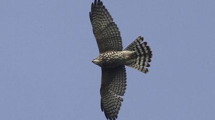 Levant Sparrowhawk