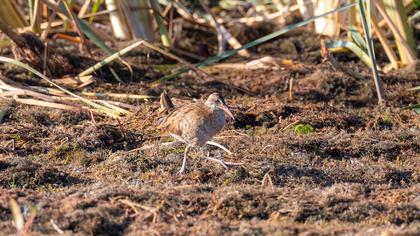 Water Rail