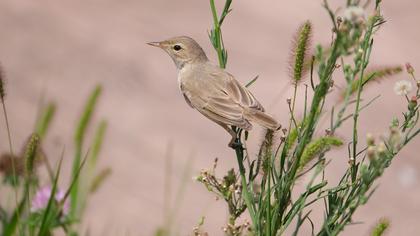 Booted Warbler