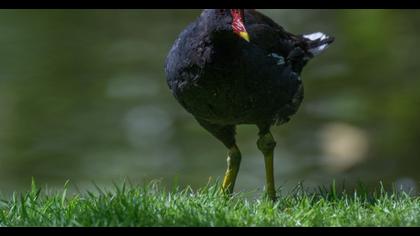 Common Moorhen