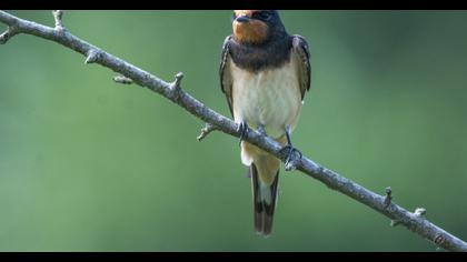 Barn Swallow