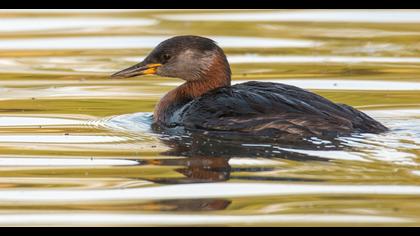 Red-necked Grebe