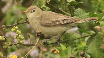 Eastern Olivaceous Warbler