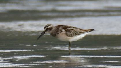 Broad-billed Sandpiper