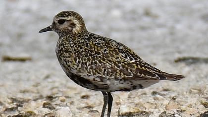 European Golden Plover