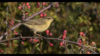 Willow Warbler