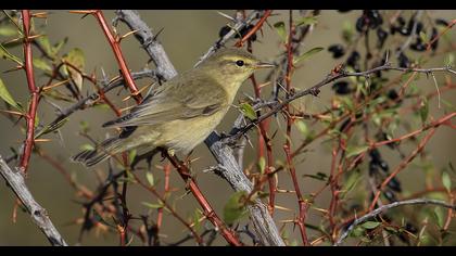 Willow Warbler